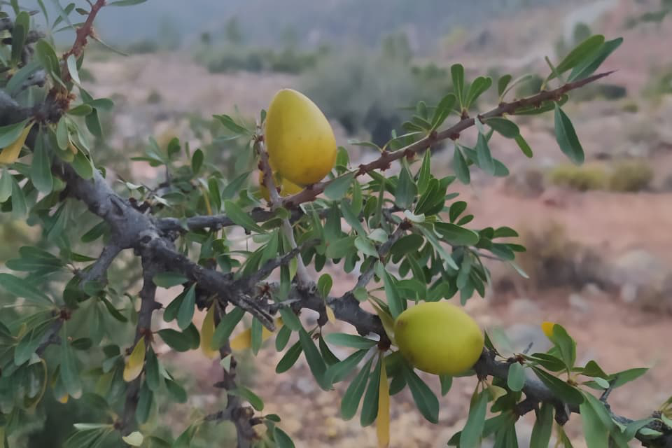 Découverte de l’argan